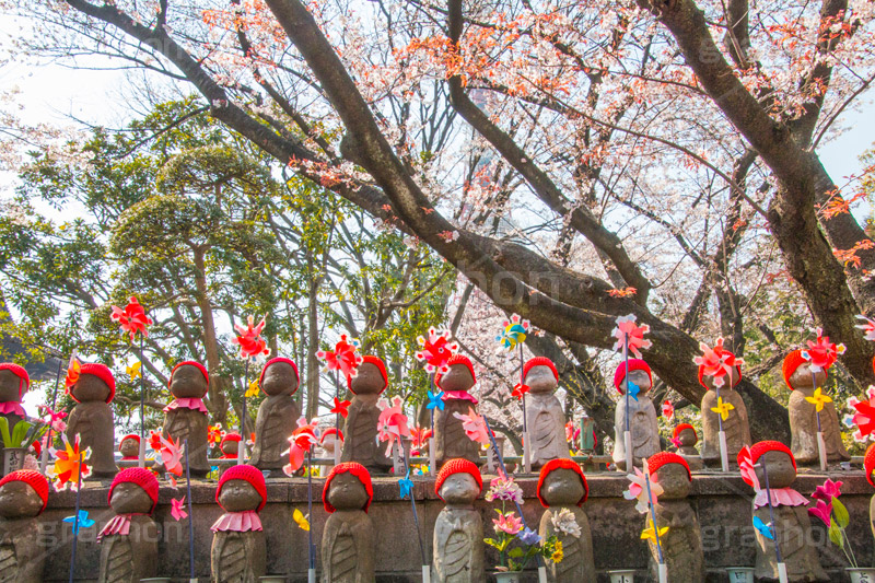 千躰子育地蔵尊,増上寺,芝公園,浄土宗,地蔵,お地蔵さん,子育て,安産,子供,こども,祈願,頭巾,赤い頭巾,風車,並ぶ,多い,大量,寺院,寺,参拝,重要文化財,文化財,港区,japan,temple,桜,さくら,和