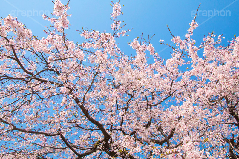 増上寺の枝垂桜,増上寺,寺,枝垂桜,枝垂れ,桜,さくら,サクラ,花見,お花見,境内,行事,花,お花,フラワー,はな,flower,花まつり,祭り,まつり,綺麗,きれい,キレイ,満開,咲,春,芝公園,港区,blossom,japan,temple