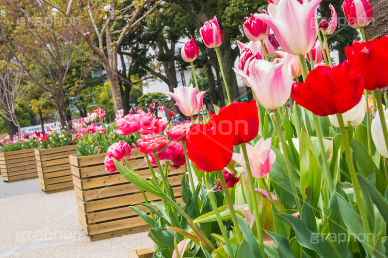 春の横浜公園,横浜,公園,神奈川,花,お花,フラワー,はな,flower,花畑,春,チューリップ,spring,park,tulip