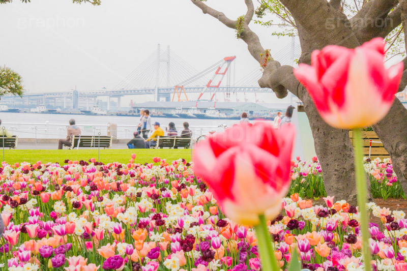 春の山下公園,山下公園,春,チューリップ,花,フラワー,spring,flower,tulip,花壇,横浜港,横浜,神奈川,ベイブリッジ,橋