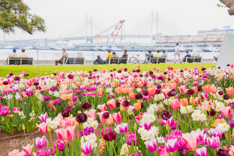 春の山下公園,山下公園,春,チューリップ,花,フラワー,spring,flower,tulip,花壇,横浜港,横浜,神奈川,ベイブリッジ,橋