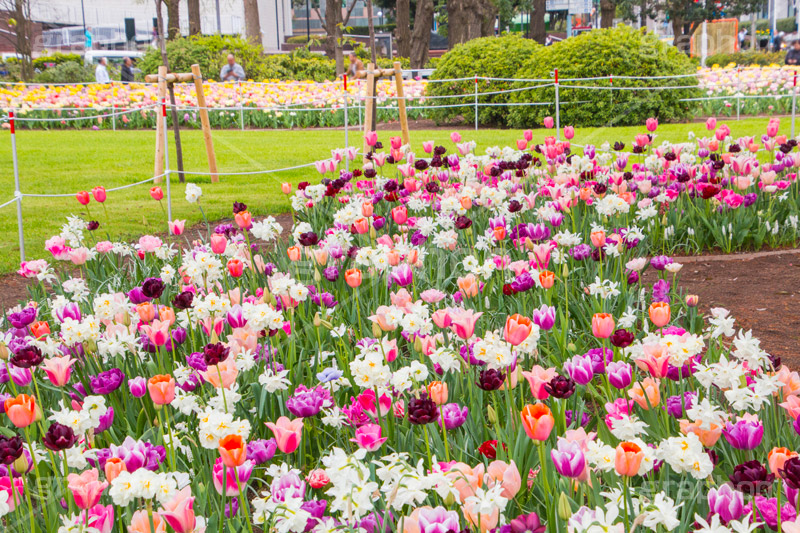 春の山下公園,山下公園,春,チューリップ,花,フラワー,spring,flower,tulip,花壇,横浜港,横浜,神奈川