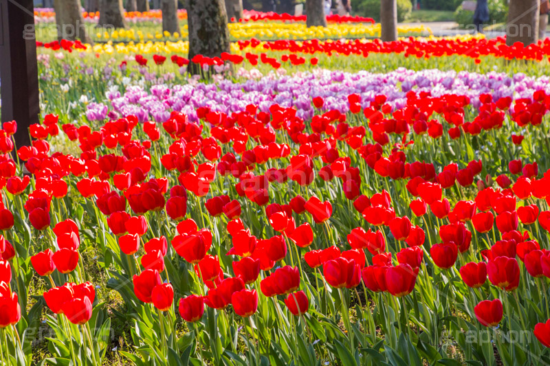 春の日比谷公園,日比谷公園,チューリップ,春,千代田区,日比谷,公園,japan,spring,tulip,flower,満開,花,お花,フラワー,花壇,都立公園,霞が関,有楽町