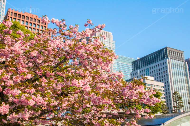 春の和田倉噴水公園,春,牡丹桜,遅咲き,花,お花,フラワー,和田倉噴水公園,大手町,公園,噴水,天皇,ご成婚,記念,大噴水,flower,spring,落水施設