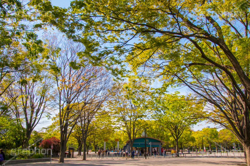 代々木公園,代々木,公園,渋谷,原宿,渋谷区,自然,草木,大きな木,樹木,憩い,park,tokyo