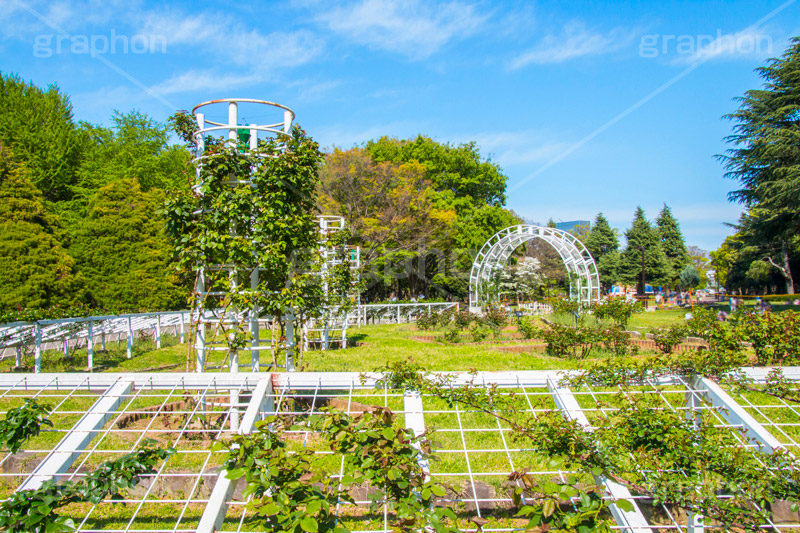 代々木公園,代々木,公園,渋谷,原宿,渋谷区,自然,草木,大きな木,樹木,憩い,park,tokyo