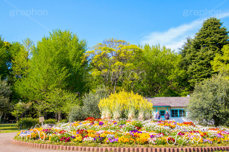 春の代々木公園,春,花壇,フラワー,花,お花,代々木公園,代々木,公園,渋谷,原宿,渋谷区,自然,草木,大きな木,樹木,憩い,park,tokyo,flower