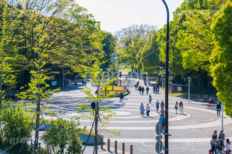 代々木公園,代々木,公園,渋谷,原宿,渋谷区,自然,草木,大きな木,樹木,憩い,park,tokyo,アーチ,青空