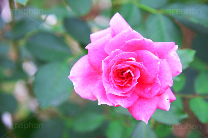 ケアフリーワンダー,バラ,花,お花,フラワー,ローズ,flower,rose,園芸種,灌木,低木,つる植物,秋バラ,秋,autumn,france,ランドスケープ,フランス,薔薇