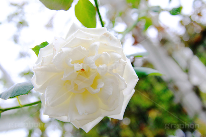 新雪,バラ,花,お花,フラワー,ローズ,園芸種,灌木,低木,つる植物,秋バラ,秋,京成,薔薇,flower,rose,autumn