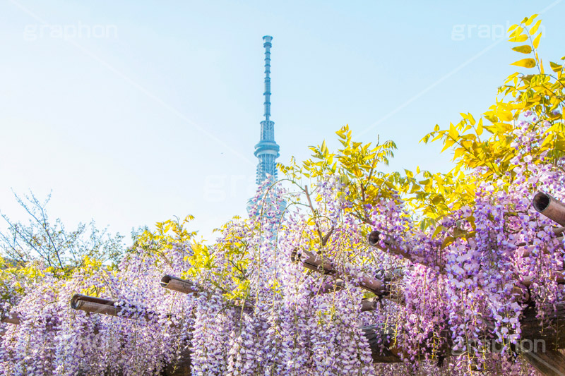 亀戸天神社の藤まつり,藤まつり,藤の花,藤,ふじ,藤棚,藤だな,ふじ棚,紫,春,花,お花,フラワー,亀戸天満神,亀戸天神,亀戸天満宮,東宰府天満宮,神社,参拝,江東区,亀戸,天満宮,菅原道真,学問,天満大自在天神,天菩日命,flower,japan