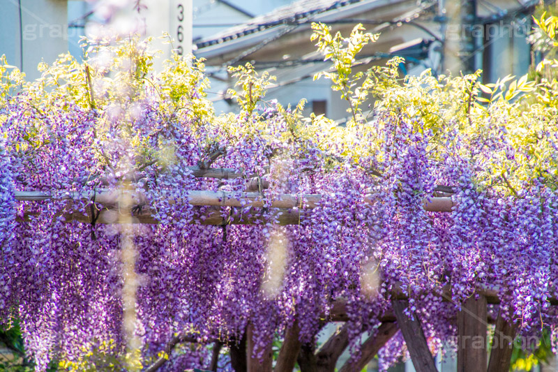 亀戸天神社の藤まつり,藤まつり,藤の花,藤,ふじ,藤棚,藤だな,ふじ棚,紫,春,花,お花,フラワー,亀戸天満神,亀戸天神,亀戸天満宮,東宰府天満宮,神社,参拝,江東区,亀戸,天満宮,菅原道真,学問,天満大自在天神,天菩日命,flower,japan