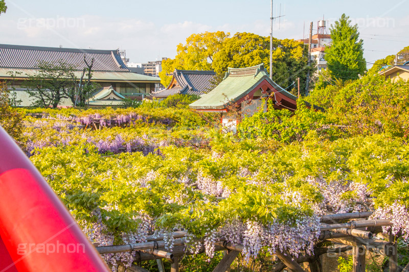 亀戸天神社の藤まつり,藤まつり,藤の花,藤,ふじ,藤棚,藤だな,ふじ棚,紫,春,花,お花,フラワー,亀戸天満神,亀戸天神,亀戸天満宮,東宰府天満宮,神社,参拝,江東区,亀戸,天満宮,菅原道真,学問,天満大自在天神,天菩日命,flower,japan