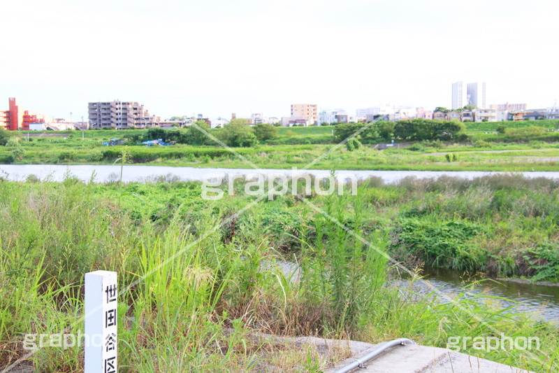 河川,河川敷,二子玉,二子玉川,玉川,にこたま,ニコタマ,世田谷区,河原,かわ,多摩川