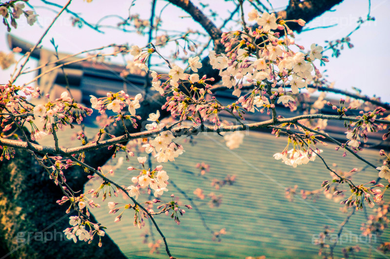 靖国神社の桜,トイカメラ撮影,トイカメラ,ヴィンテージ,ビンテージ,レトロ,お洒落,おしゃれ,オシャレ,味わい,トンネル効果