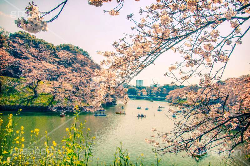 千鳥ヶ淵緑道の桜,トイカメラ撮影,トイカメラ,ヴィンテージ,ビンテージ,レトロ,お洒落,おしゃれ,オシャレ,味わい,トンネル効果