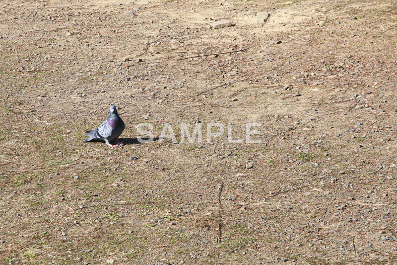 鳥,鳩,はと,ハト,公園,餌,散歩,野鳥,パーク,park