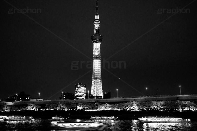 スカイツリーとさくら,モノクロ,白黒,しろくろ,モノクローム,単色画,単彩画,単色,tower,japan,タワー