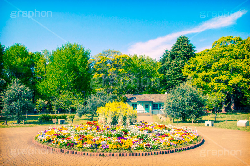 代々木公園,トイカメラ撮影,トイカメラ,ヴィンテージ,ビンテージ,レトロ,お洒落,おしゃれ,オシャレ,味わい,トンネル効果