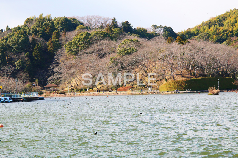 池,いけ,公園,散歩,さんぽ,pond,淡水,池沼