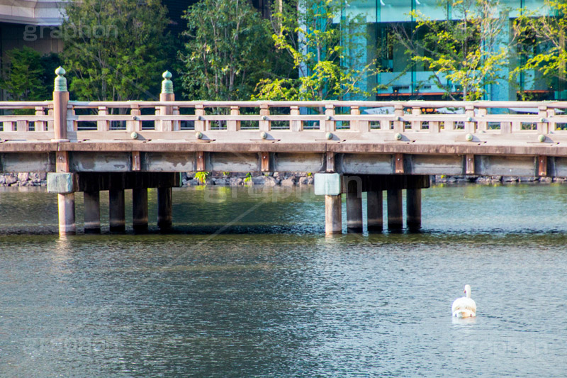 和田倉橋,橋,木の橋,木製,皇居,池,堀,お堀,内堀,溜池,天皇,宮殿,東京,千代田区,大手町,桜田門,重要文化財,japan,tokyo,swan,白鳥