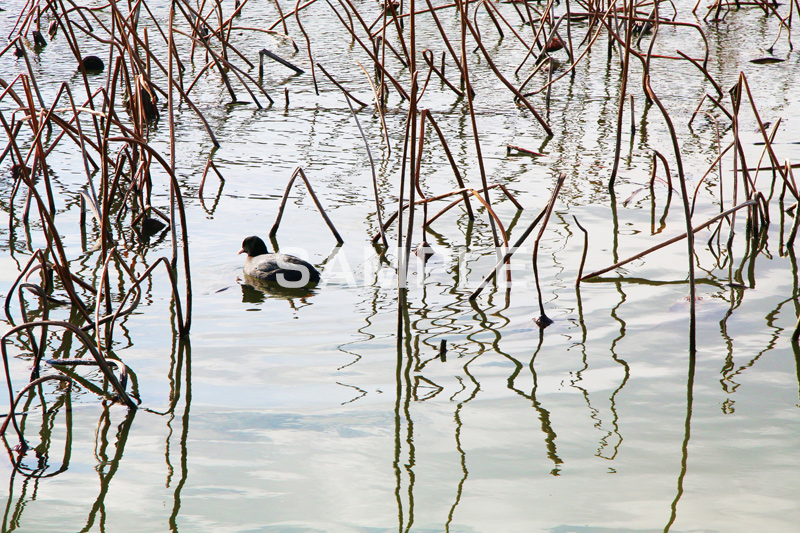 池,いけ,公園,鴨,かも,pond,淡水,池沼,蓮,はす,枯れ,泳ぐ,水鳥,野鳥