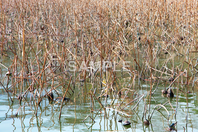 池,いけ,公園,pond,淡水,池沼,蓮,はす,枯れ