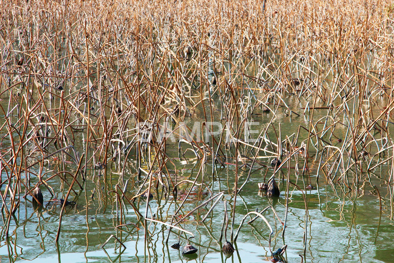 池,いけ,公園,pond,淡水,池沼,蓮,はす,枯れ