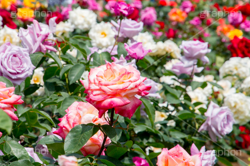 バラ園,花壇,庭園,バラ,花,お花,フラワー,ローズ,flower,rose,園芸種,灌木,低木,つる植物,春,spring,薔薇