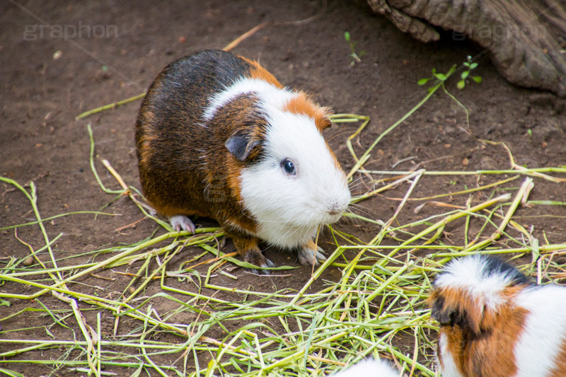 モルモット,テンジクネズミ,ペット,飼育,飼う,実験,齧歯類,草食動物,かわいい,カワイイ,可愛い,わら,ワラ,草,餌,エサ,小動物,動物園,ねずみ,ネズミ,マウス,子,干支,marmot,pet,guinea pig,cute