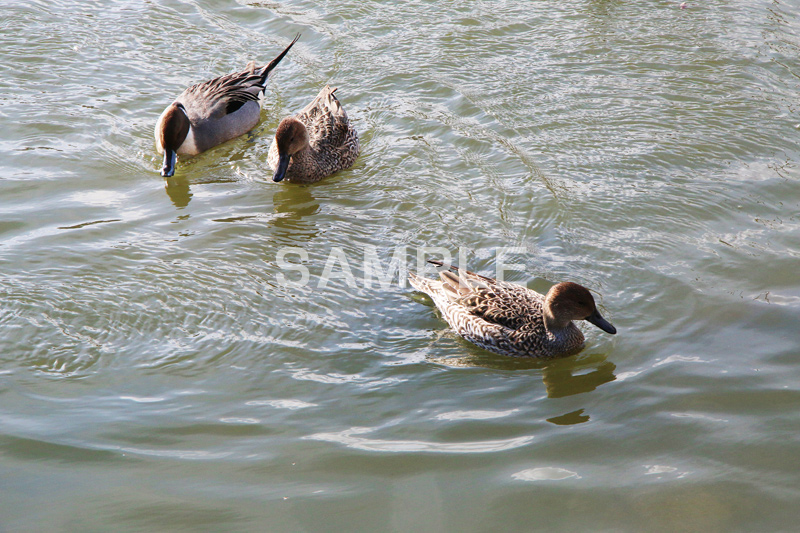 池,いけ,公園,鴨,かも,pond,淡水,池沼,泳ぐ,水鳥,野鳥