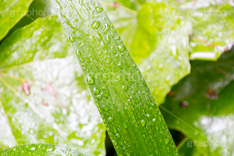 草木に雨粒,雨,あめ,梅雨,つゆ,草,植物,水滴,雨粒,小雨,rain,レイン,雨の日,葉,leaf