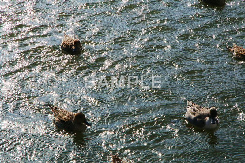 池,いけ,公園,鴨,かも,pond,淡水,池沼,泳ぐ,水鳥,野鳥