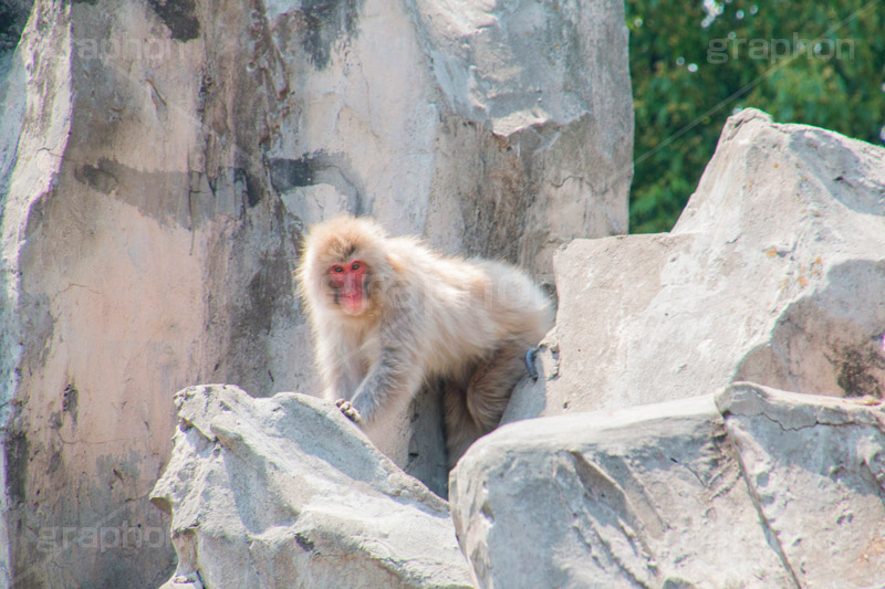 猿,さる,サル,動物,どうぶつ,動物園,アニマル,猿山,モンキー,干支,申,animal,zoo,monkey