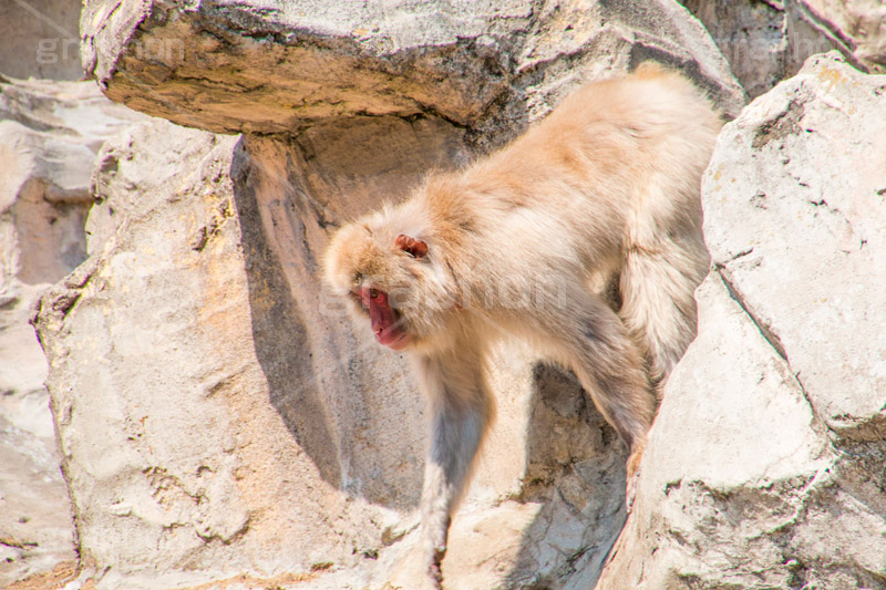 猿,さる,サル,動物,どうぶつ,動物園,アニマル,猿山,モンキー,干支,申,animal,zoo,monkey