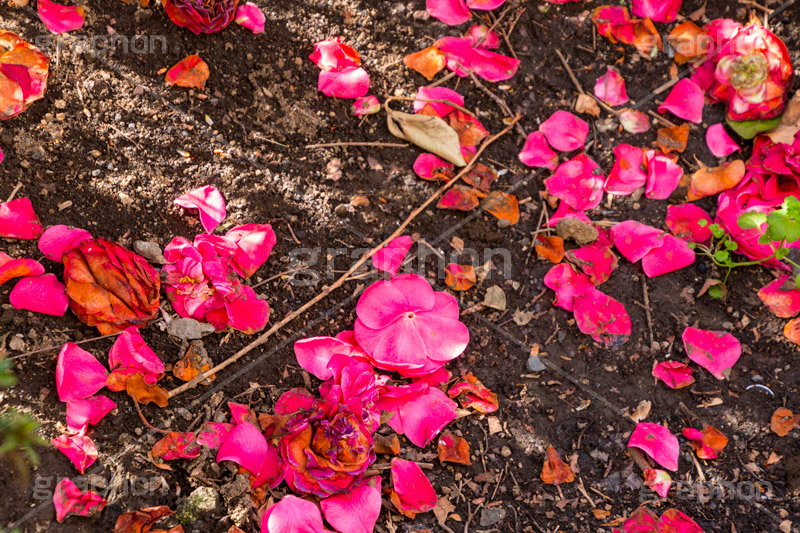 散った椿の花びら,散る,花びら,紅乙女椿,コウオトメツバキ,ツバキ,椿,花,お花,フラワー,はな,flower,春