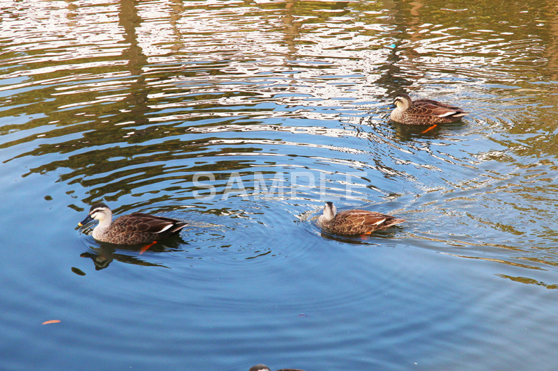 池,いけ,公園,鴨,かも,pond,淡水,池沼,泳ぐ,水鳥,野鳥