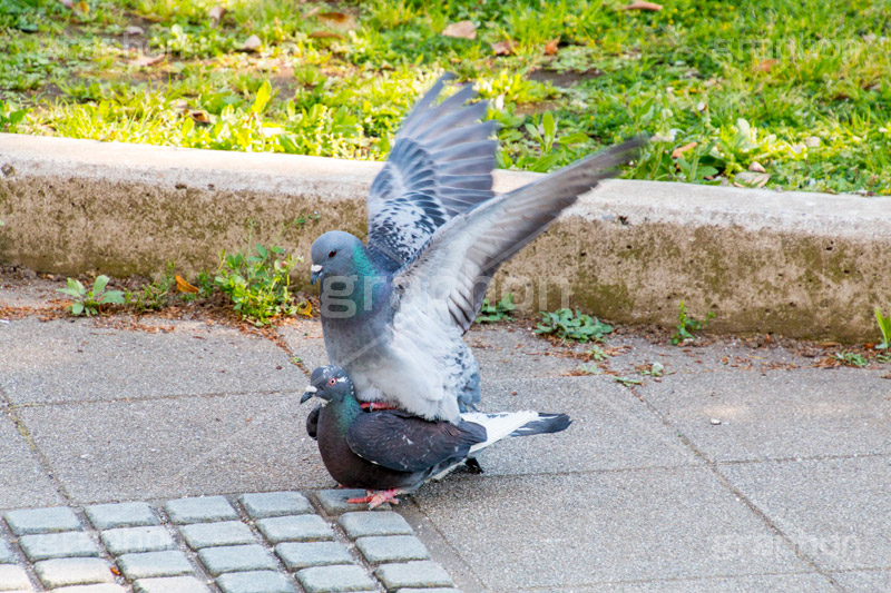 公園の鳩,鳥,鳩,はと,ハト,公園,交尾,散歩,野鳥,パーク,park