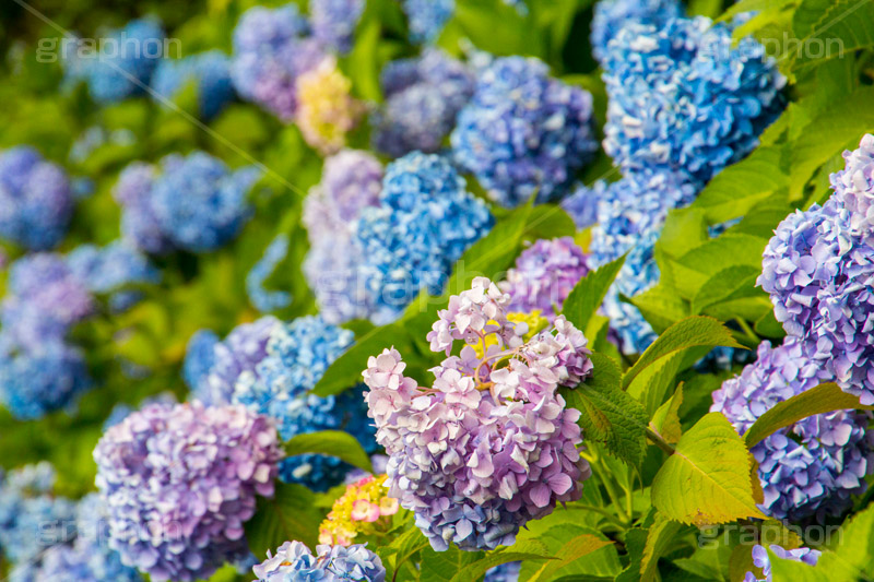 隅田公園のあじさい,隅田公園,あじさい,アジサイ,梅雨,つゆ,紫陽花,花,ホンアジサイ,季語,フラワー,flower,park,asakusa,隅田川,公園,台東区,浅草,6月