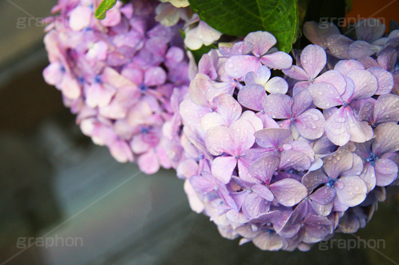 雨,あめ,梅雨,つゆ,あじさい,アジサイ,紫陽花,水滴,雨粒,小雨,rain,レイン,雨上がり,花,ホンアジサイ,季語,フラワー,flower,6月