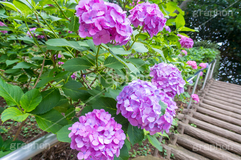 多摩川台公園のあじさい,多摩川台公園,あじさい,アジサイ,梅雨,つゆ,紫陽花,花,ホンアジサイ,季語,フラワー,公園,大田区,田園調布,台地,名所,広場,6月,あじさい園,flower,park