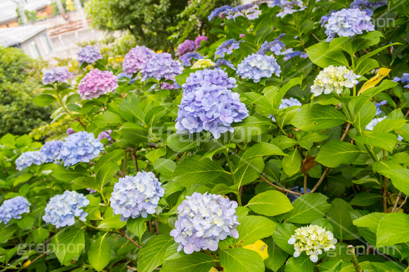 多摩川台公園のあじさい,多摩川台公園,あじさい,アジサイ,梅雨,つゆ,紫陽花,花,ホンアジサイ,季語,フラワー,公園,大田区,田園調布,台地,名所,広場,6月,あじさい園,flower,park