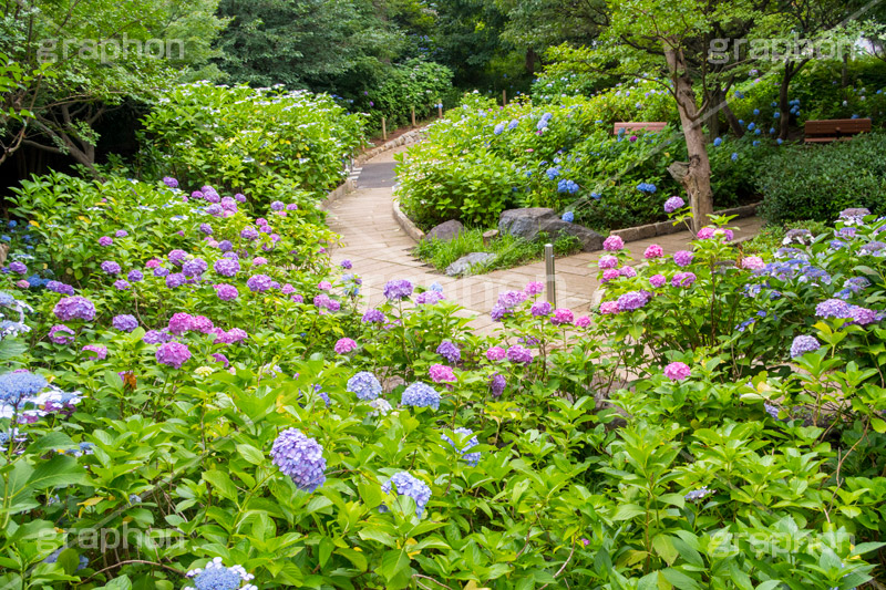 多摩川台公園のあじさい,多摩川台公園,あじさい,アジサイ,梅雨,つゆ,紫陽花,花,ホンアジサイ,季語,フラワー,公園,大田区,田園調布,台地,名所,広場,6月,あじさい園,flower,park