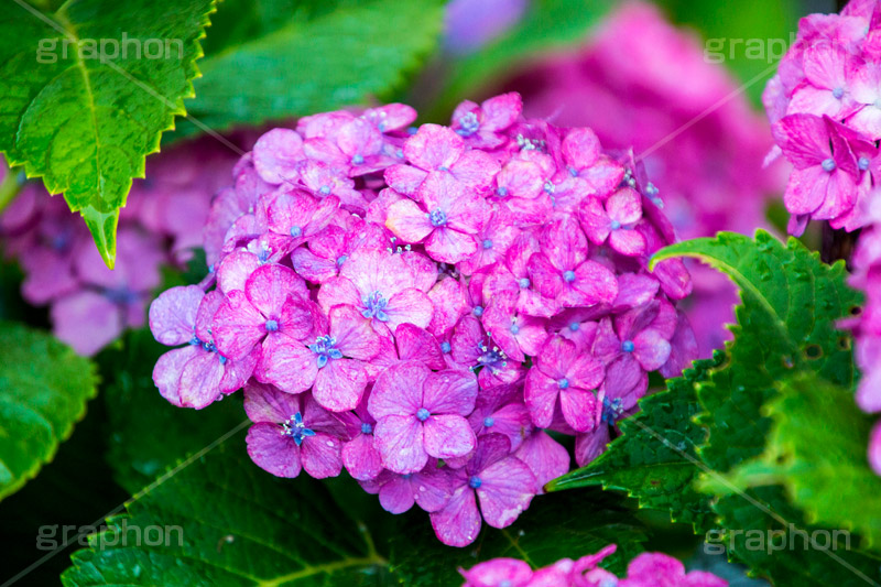 雨の日のあじさい,雨,あめ,梅雨,つゆ,あじさい,アジサイ,紫陽花,水滴,雨粒,小雨,rain,レイン,雨の日,花,ホンアジサイ,季語,フラワー,flower,6月