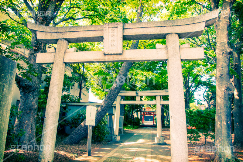 鳥居,トイカメラ撮影,トイカメラ,ヴィンテージ,ビンテージ,レトロ,お洒落,おしゃれ,オシャレ,味わい,トンネル効果,熊野神社,japan