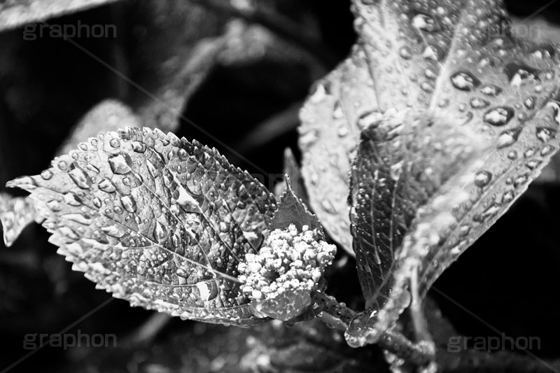 雨粒,モノクロ,白黒,しろくろ,モノクローム,単色画,単彩画,単色,葉,leaf