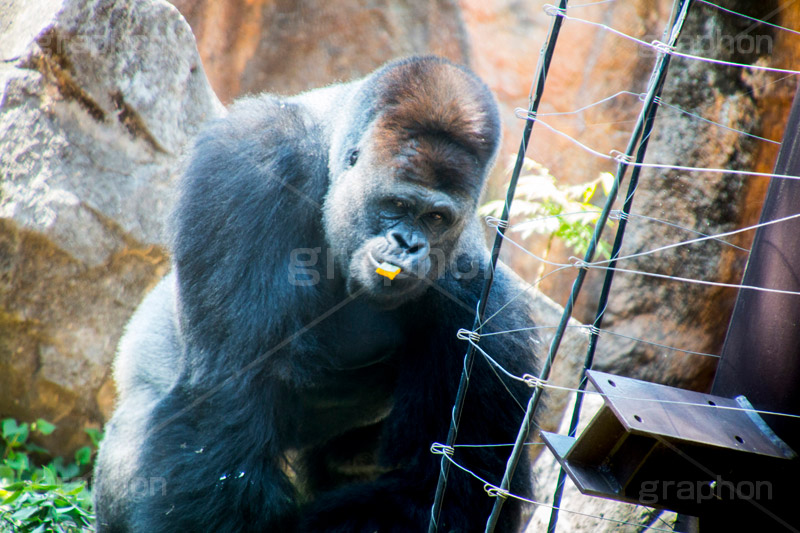 食事中,こっち見んな,ゴリラ,霊長目,ヒト科,ゴリラ属,雑食,アニマル,動物園,animal,gorilla,power,パワー,強い,恐い