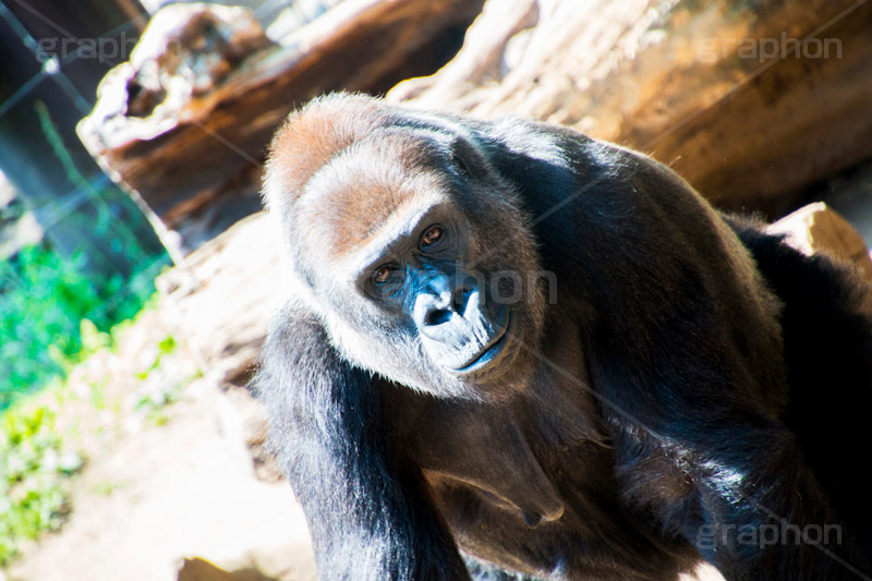 ゴリラ,霊長目,ヒト科,ゴリラ属,雑食,アニマル,動物園,animal,gorilla,power,パワー,強い,恐い