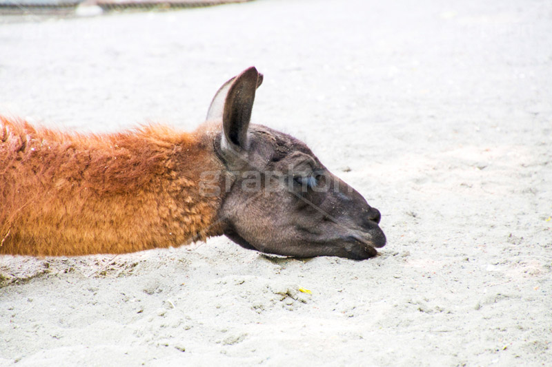 ひと休み,アルパカ,alpaca,animal,zoo,ラクダ科,ラマ属,体毛,動物園,首長,草食,休憩,寝る,昼寝