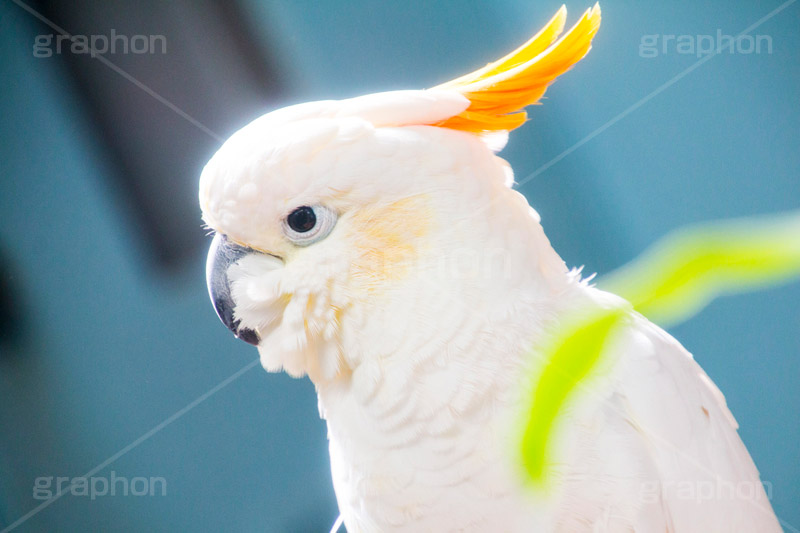 アオメキバタン,キバタン,鳥,インコ,オウム,動物園,ニューギニア島,オーストラリア,長生き,雑食